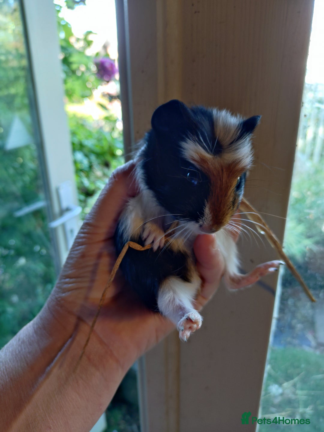 Guinea Pig rodents for sale: Baby males and females guinea pigs  - Image 8