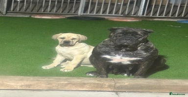 Cane Corso dogs - Advert 6