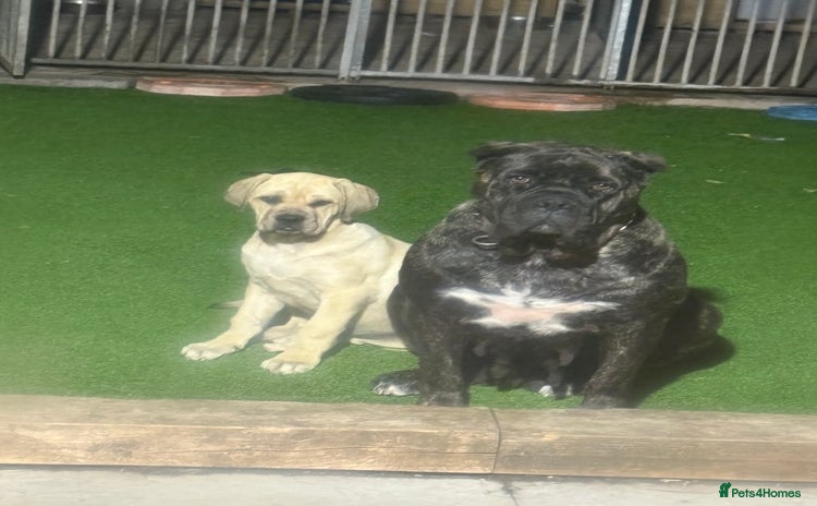 Cane Corso dogs - Advert 4