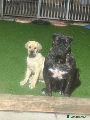 Cane Corso dogs - Advert 2