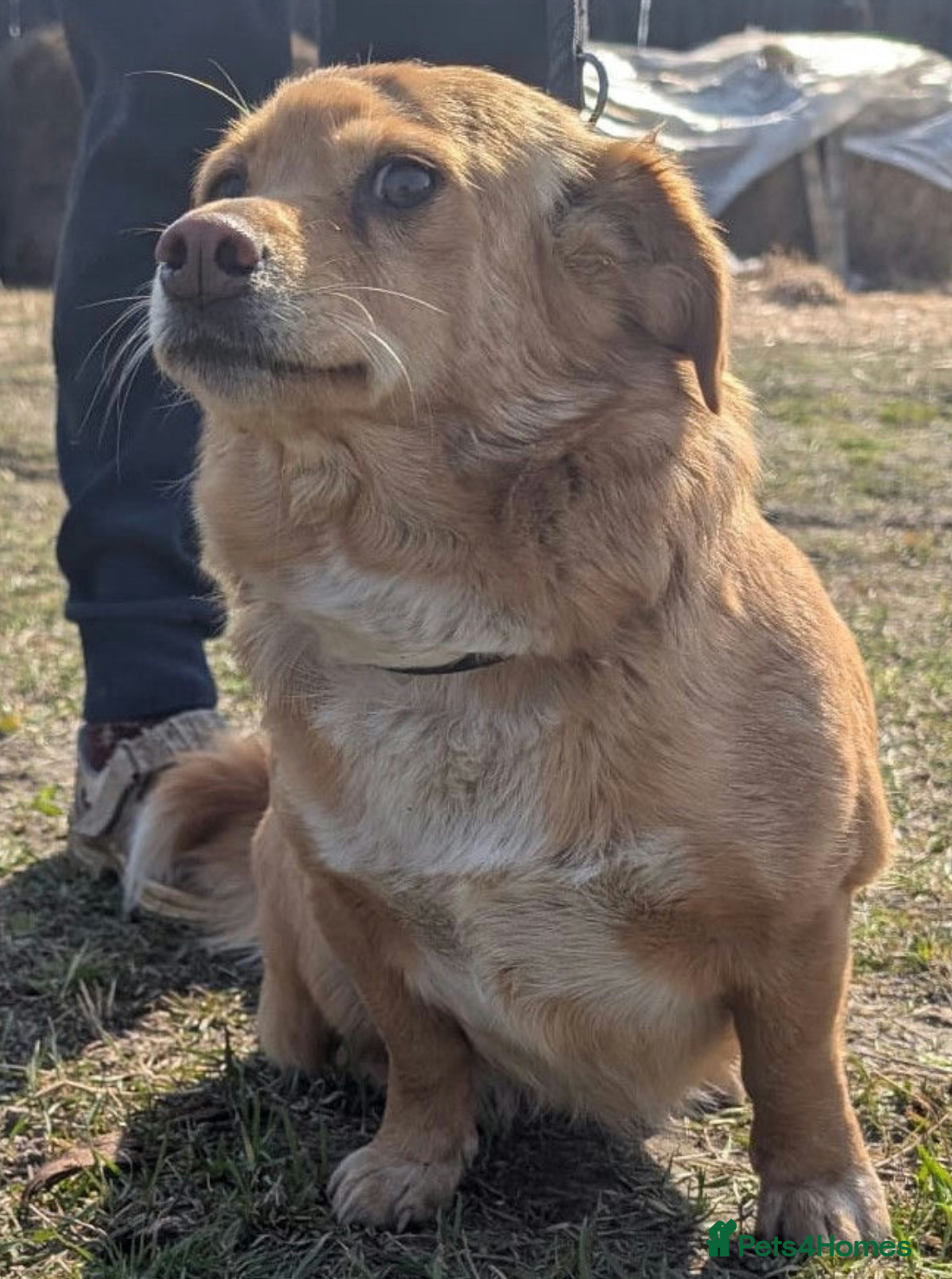 Labradoodle dogs 🐾 FIONA – Female Labrador Retriever  - Advert 6