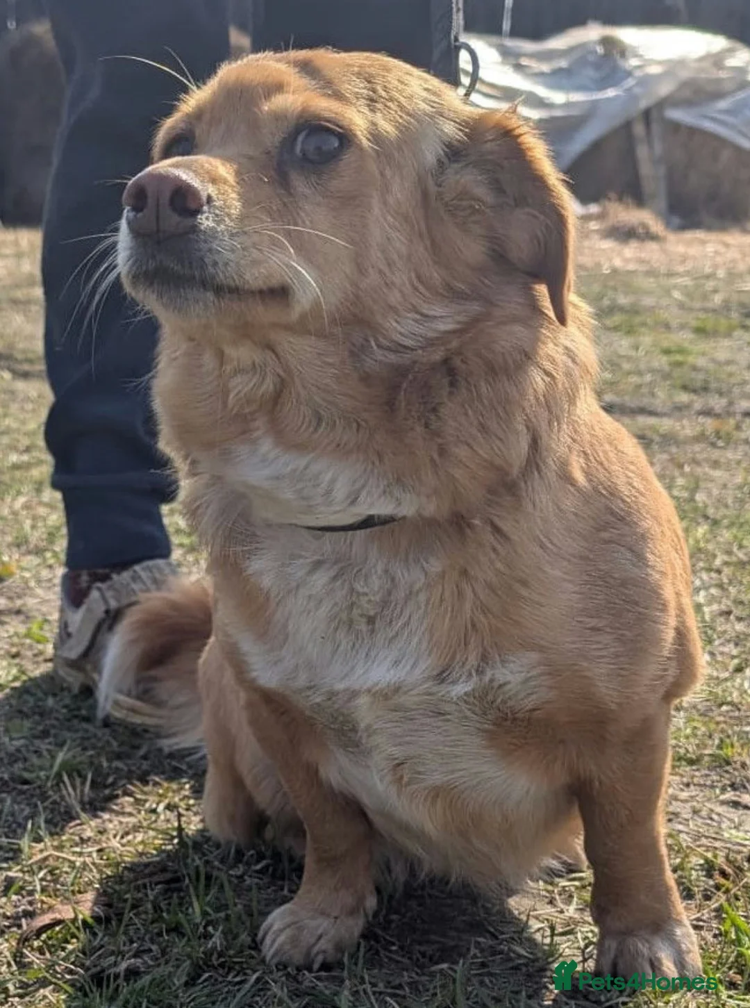 Labradoodle dogs for adoption: 🐾 FIONA – Female Labrador Retriever  in West Malling - Advert 1