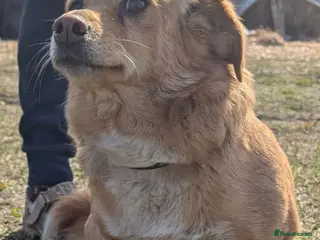 Labradoodle dogs 🐾 FIONA – Female Labrador Retriever - Advert 6