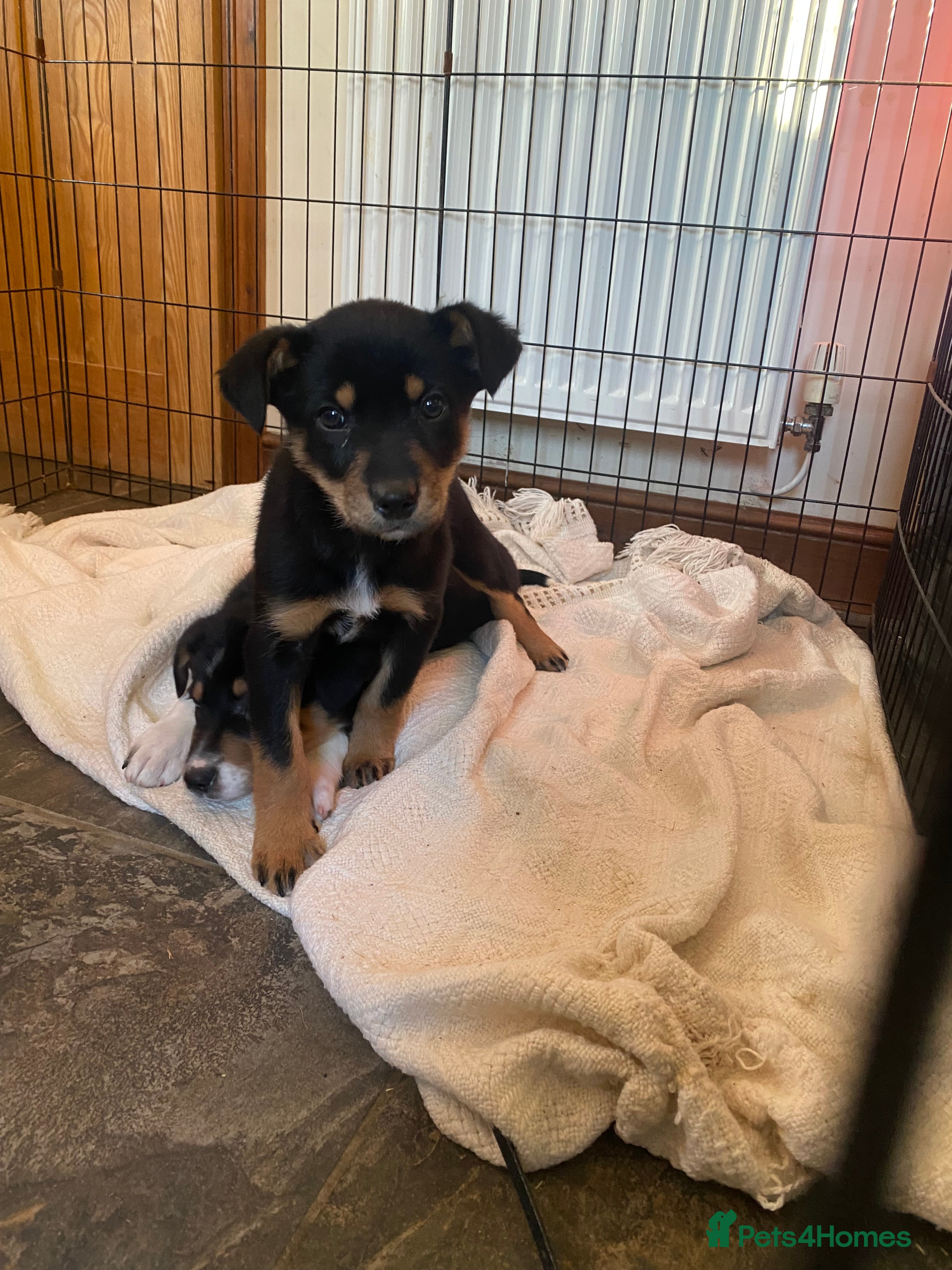 Mixed Breed dogs 🐶 Huntaway x Border Collie Puppies 🐶  - Advert 6