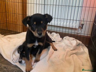 Mixed Breed dogs 🐶 Huntaway x Border Collie Puppies 🐶 - Advert 6