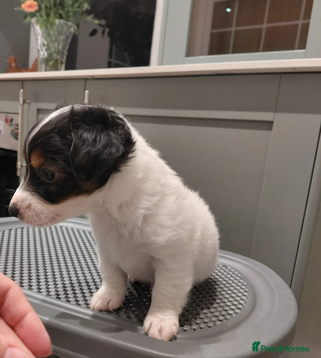 Jack Russell dogs for sale: Jack russel puppy in Crook - Advert 8