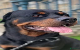 Rottweiler dogs for sale: Stunning Rottweiler pups  - Image 7