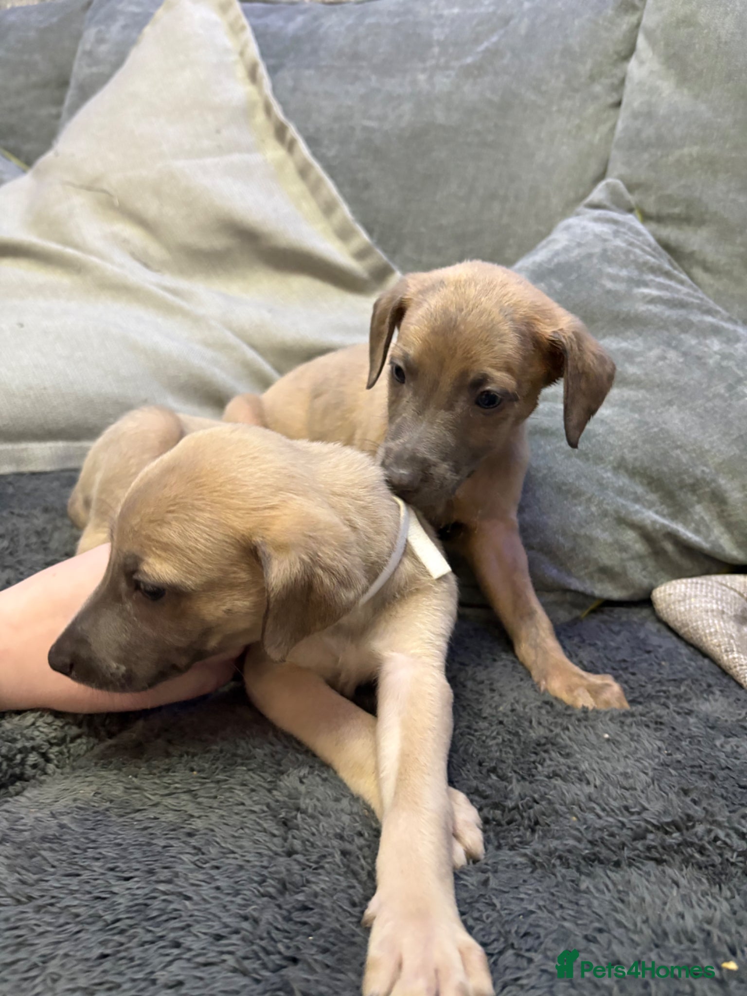 Whippet dogs Beautiful Blue brindle whippets for sale  - Advert 3