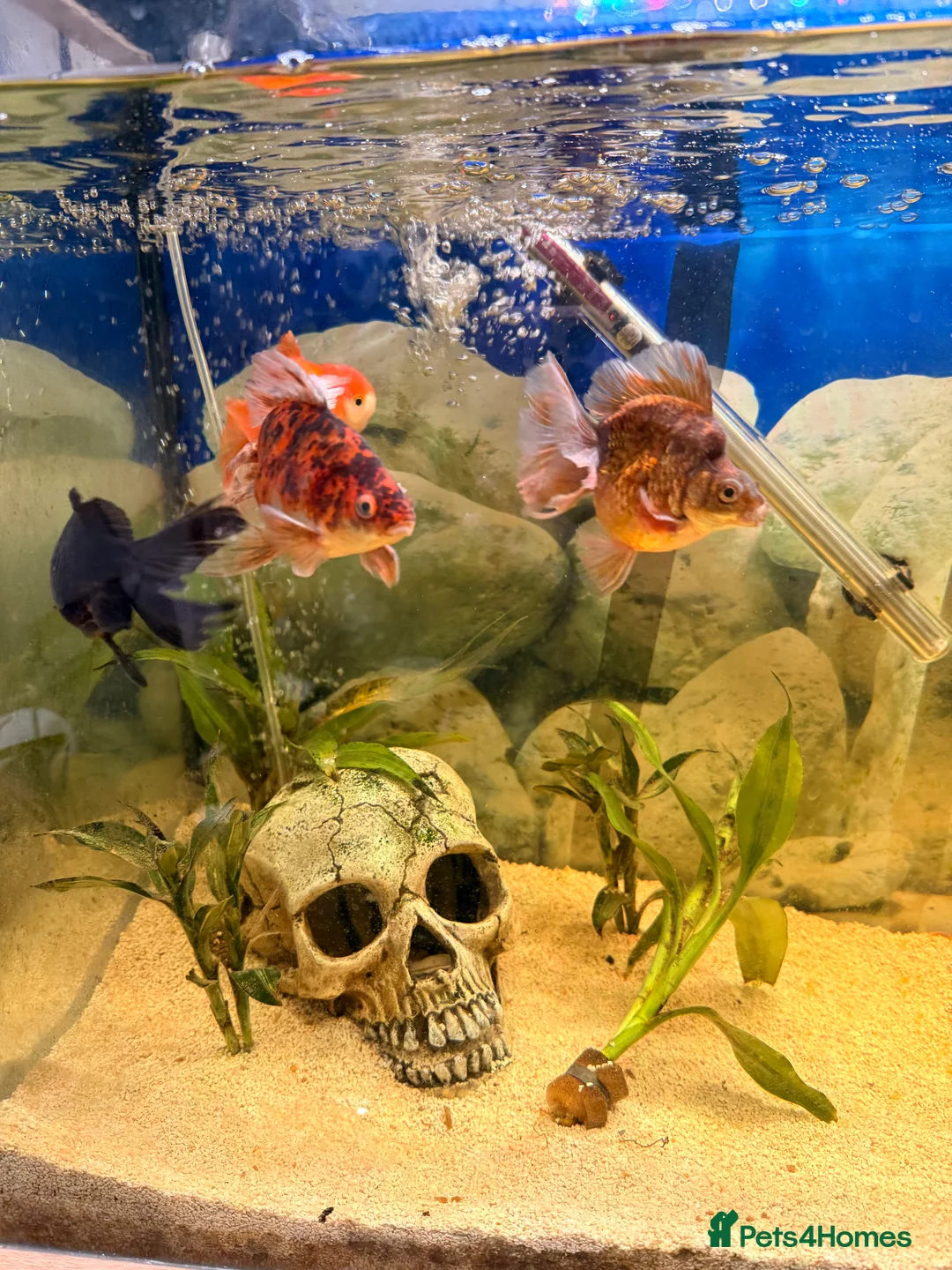 Fancy Goldfish fish for sale: Fancy goldfish and tank for sale  - Advert 3