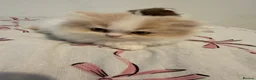 British Shorthair cats for sale: British long hair kitten - Advert 14