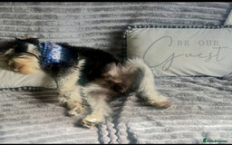 Mixed Breed dogs for sale: 🐾🐶Adorable and very cute Cavaschnauzer 🐶🐾 - Image 30