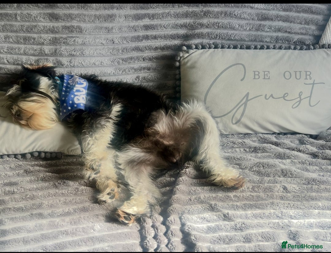 Mixed Breed dogs for sale: 🐾🐶Adorable and very cute Cavaschnauzer 🐶🐾 - Image 30