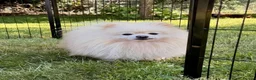 Pomeranian dogs for adoption: 🐾 RICHARD – Male Pomeranian 🐾 - Advert 8