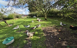 Ducks poultry for sale: Two muscovy drakes - Image 3