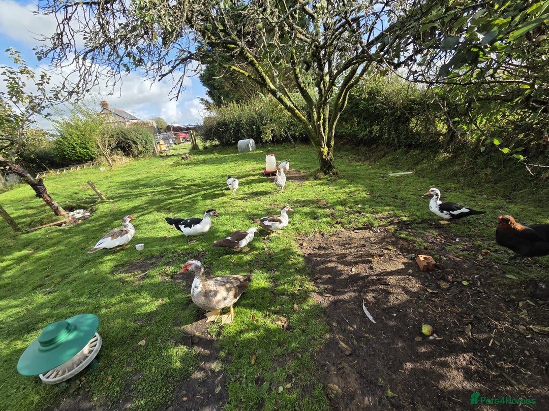 Ducks poultry for sale: Two muscovy drakes - Image 3