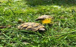 Tortoise reptiles for sale: 2x baby Herman tortoises  - Image 6