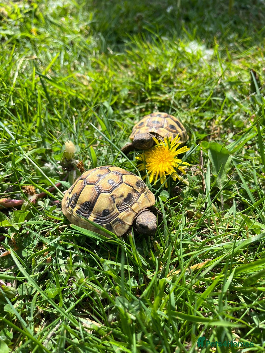 Tortoise reptiles for sale: 2x baby Herman tortoises  - Image 6