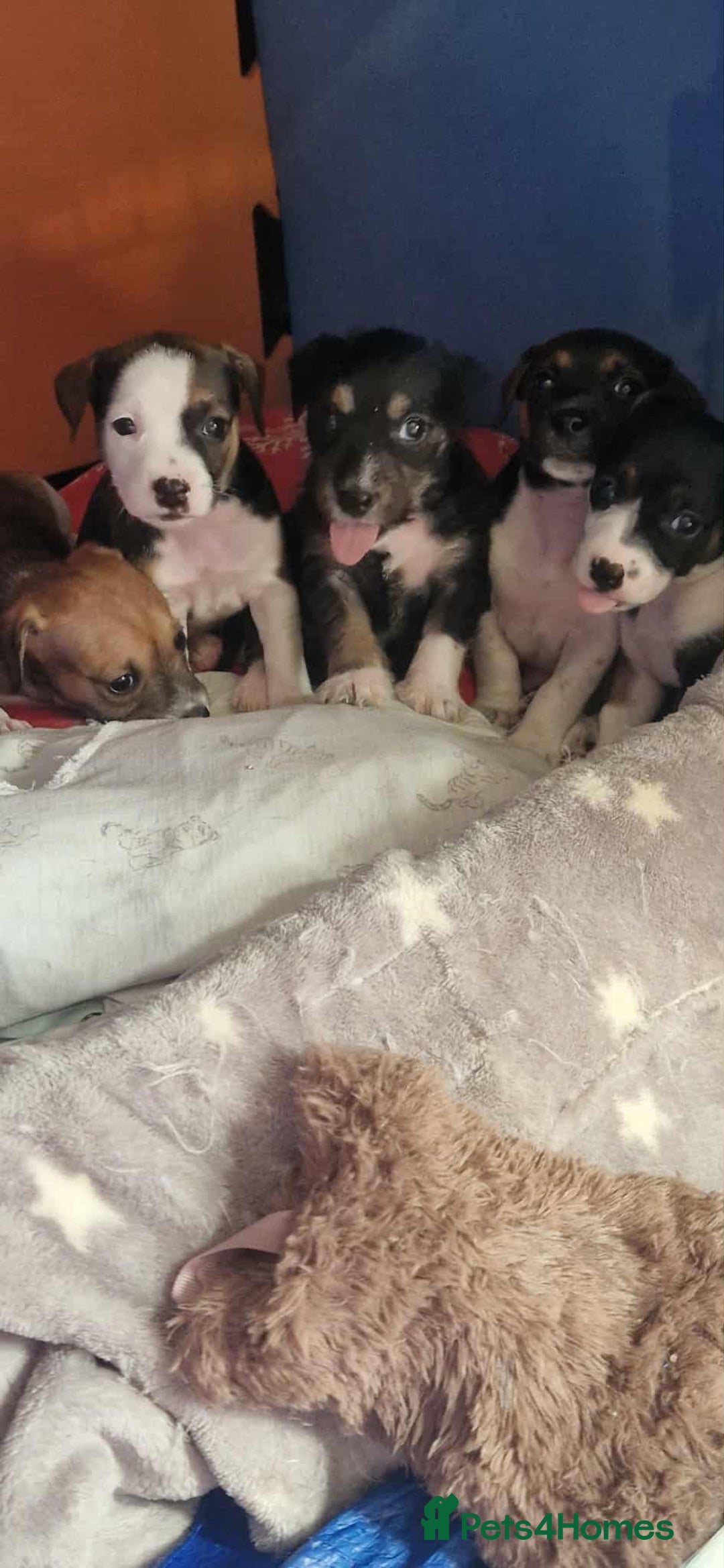 Mixed Breed dogs for sale: Stunning litter of 8 - Image 27