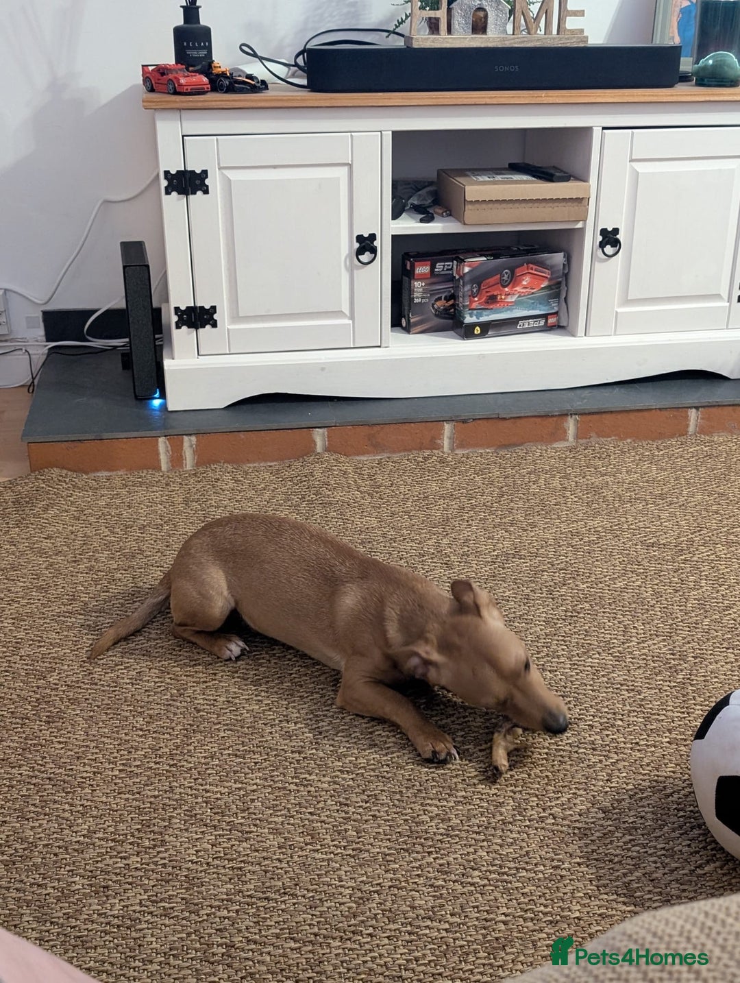 Mixed Breed dogs for sale: Tommy - JackHund  - Advert 3