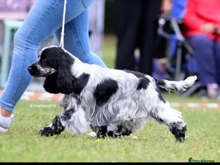 Cocker Spaniel dogs KC Registered SHOW Cocker spaniel For STUD - Advert 2