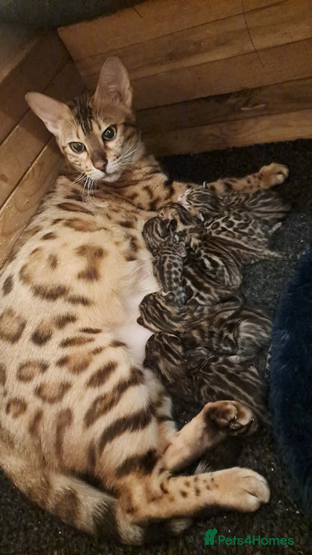 Bengal cats for sale: 🔥✨Pedigree TICA-Registered Bengals - Advert 19
