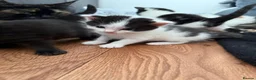 Mixed Breed cats for sale: Mixed Maine Coon kittens  - Advert 5