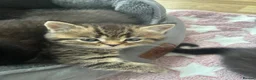 British Shorthair cats for sale: Adorable Kittens Looking for loving new homes - Advert 12