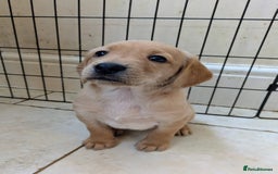 Cockerdor dogs for sale: Working Cockerdor Pups - Advert 7