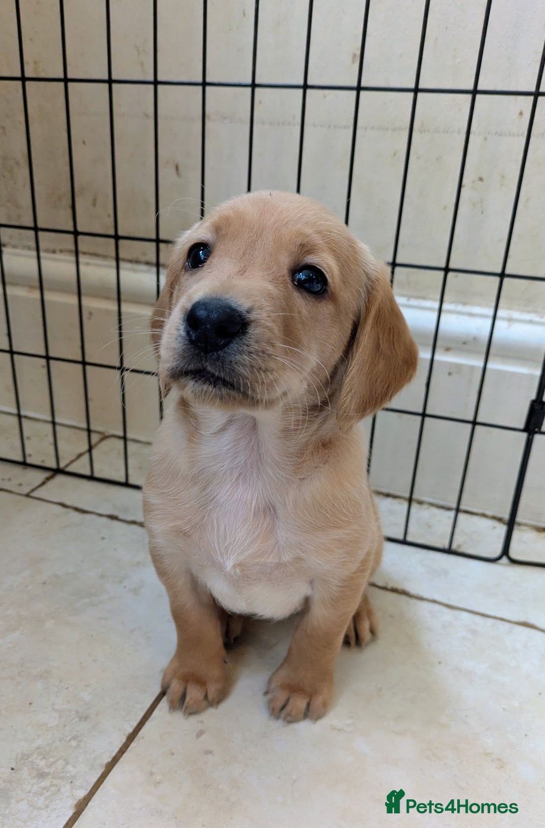 Cockerdor dogs for sale: Working Cockerdor Pups - Advert 7