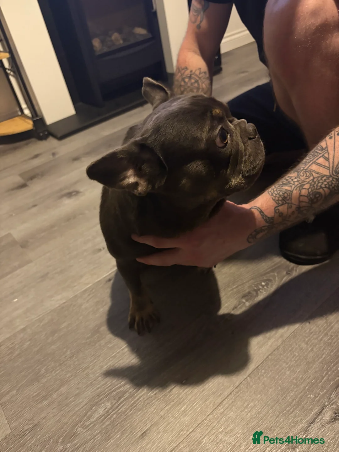 French Bulldog dogs for sale: Beautiful super friendly frenchie girl - Advert 4