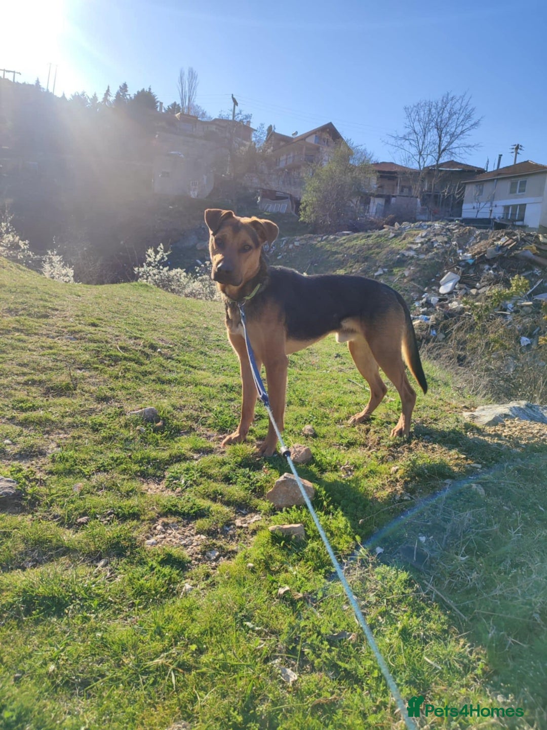 Mixed Breed dogs for adoption: Gino 3 year old Macedonian rescue  - Image 3