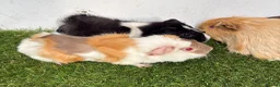 Guinea Pig rodents for sale: Calm, Guineas pig girls  - Advert 2