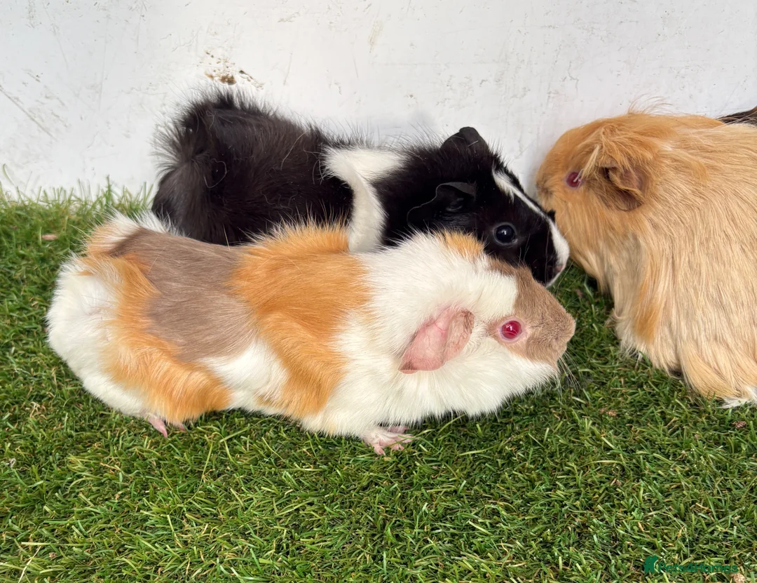 Guinea Pig rodents for sale: Calm, Guineas pig girls  - Advert 2