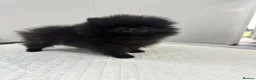Pomeranian dogs for sale: Beautiful Petite Teddy Bear Faced Girl  - Advert 5