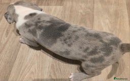 American Bull Staffy dogs for sale: Stunning litter of American bull x staffy puppys  - Advert 10