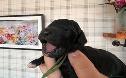 Australian Labradoodle dogs for sale: Home raised, DNA tested, Australian Labradoodles - Image 26