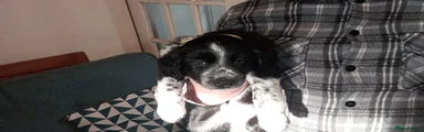 Mixed Breed 4