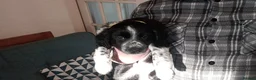 Mixed Breed dogs for sale: Dollie x Long Haired Border Collie Puppies  in Campbeltown - Advert 36