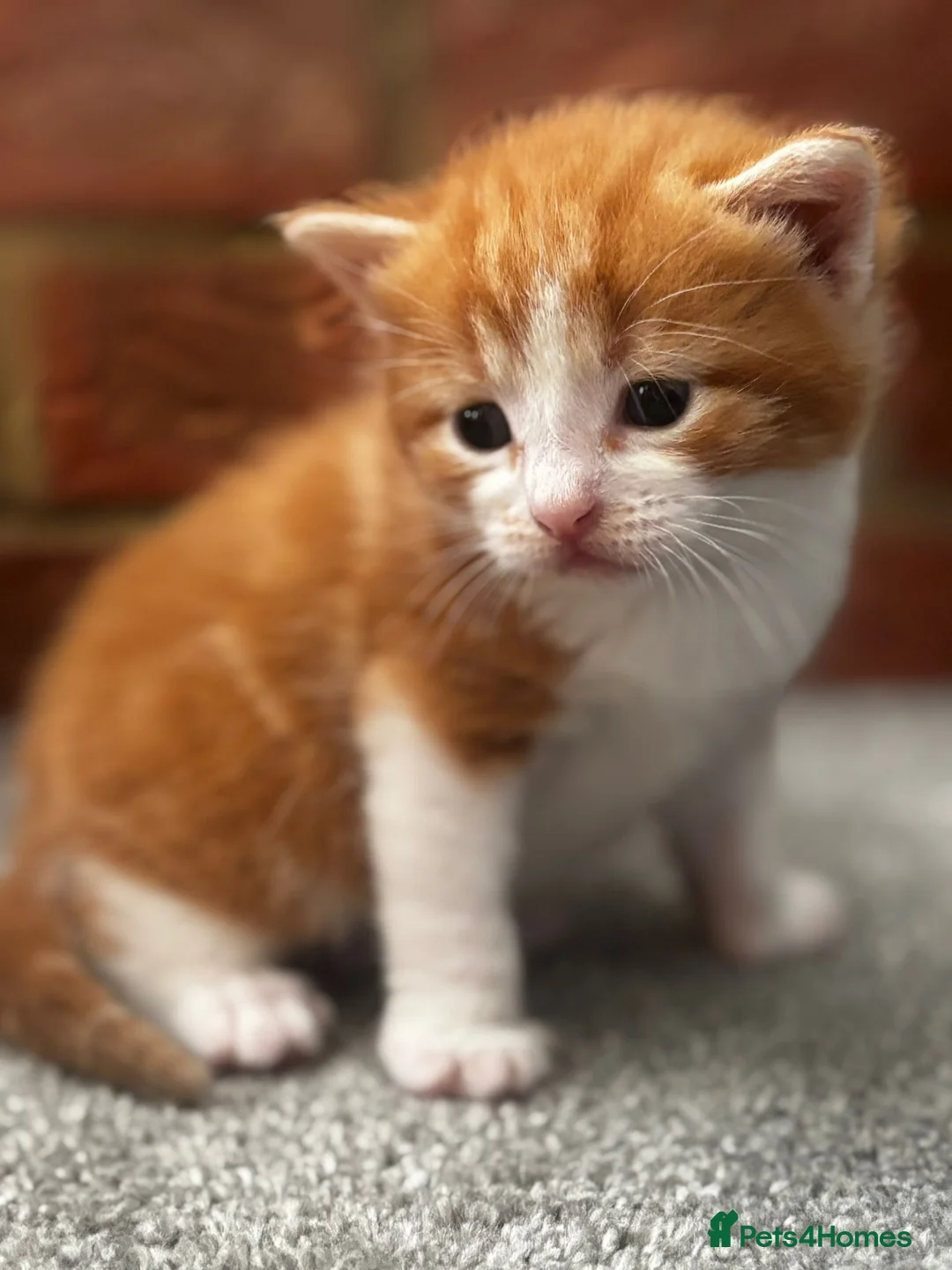 Mixed Breed cats for sale: 2 boys left from a litter of 4 - Advert 2