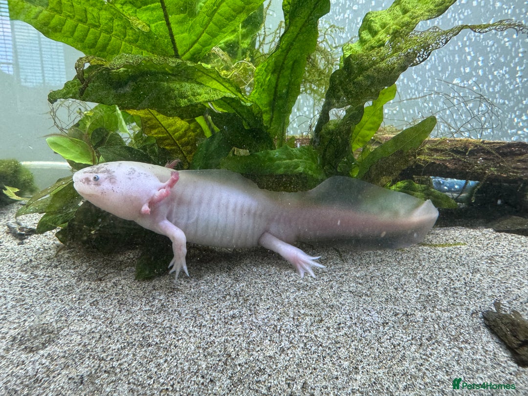Other/Mixed Breed fish for sale: Leucistic Axolotls for Sale – Peaceful Pair  - Image 3