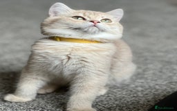 British Shorthair cats for sale: Stunning British shorthair NY 12 kittens - Image 5