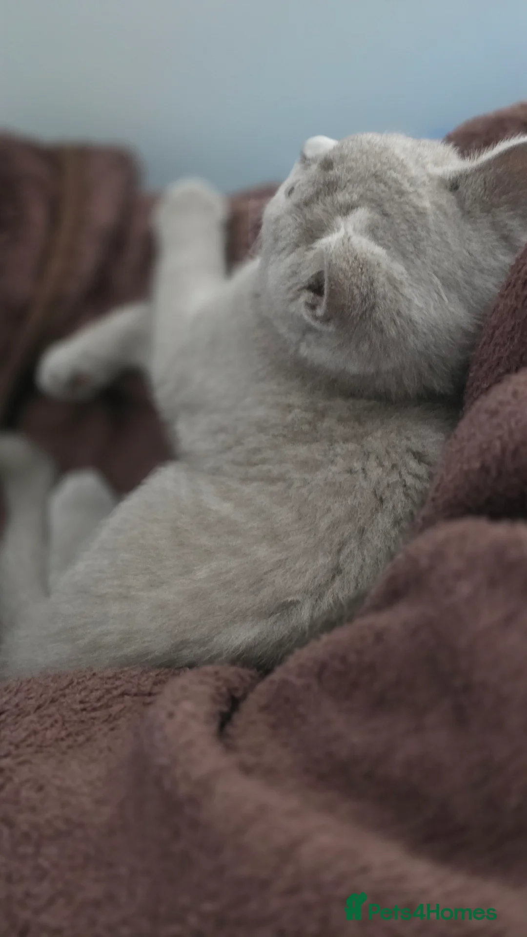 British Shorthair cats for sale: Pedegree Lilac gorgeous BSH short hair - Advert 2