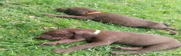 Mixed Breed dogs for sale: Chocolate puppies - Weim x WH Vizsla - Advert 12