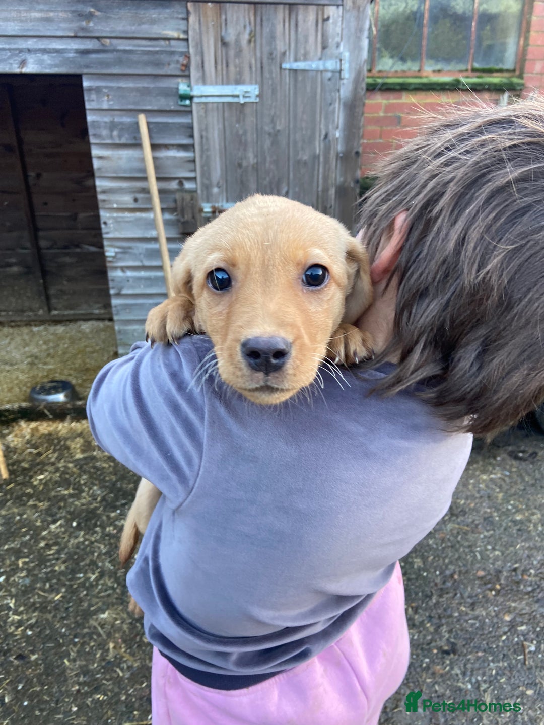 Labrador Retriever dogs for sale: 3 beautiful Labrador puppies for sale  - Advert 7