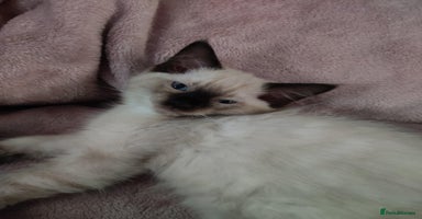 Ragdoll cats - Advert 4