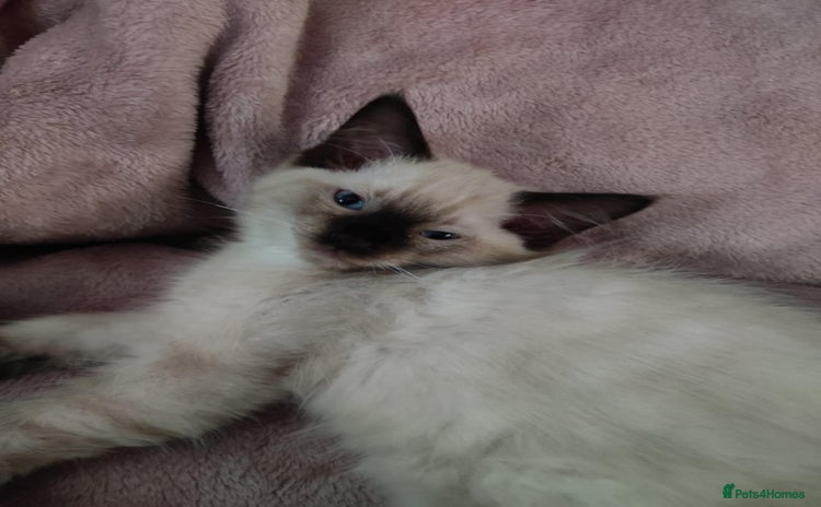 Ragdoll cats - Advert 15