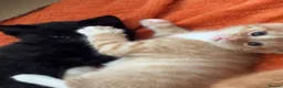 Domestic Shorthair cats for sale: Domestic Shorthairs - Tabbies and Ginger babies  - Advert 9