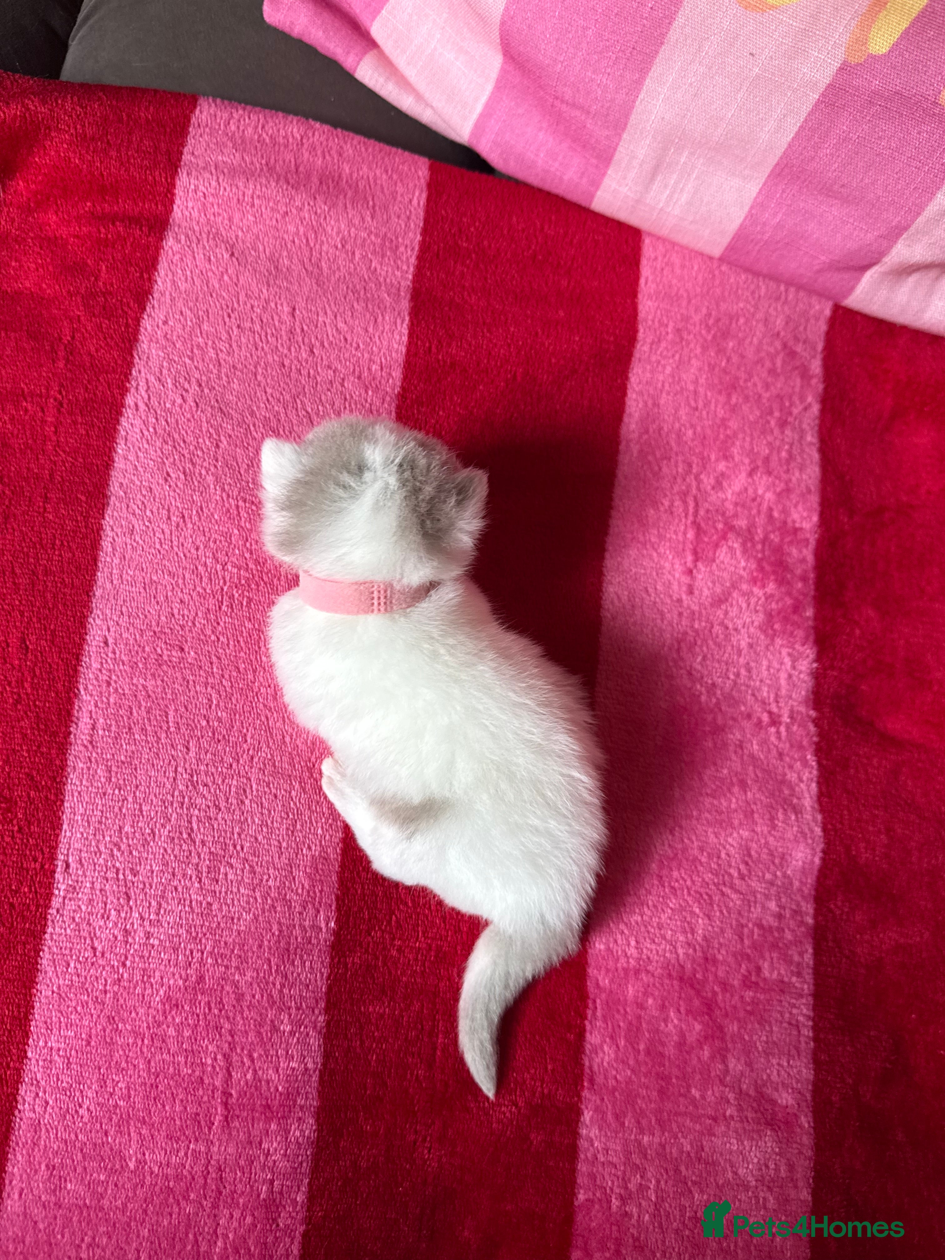 British Shorthair cats Champion Line British Shorthair Kittens 😻🥇🏆🐾 - Advert 2