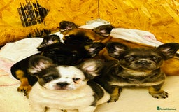 French Bulldog dogs for sale: French fluffy puppies 2Boys 2Girls READY TO LEAVE - Image 2