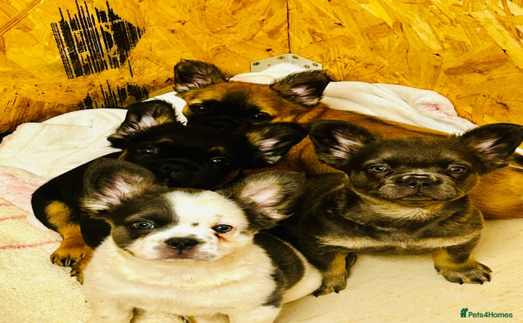 French Bulldog dogs - Advert 1